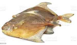 TATKA GOLDEN POMFRET 500-600G