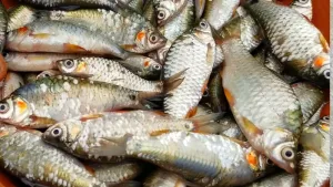 TATKA DESHI PUTI CLEAN BD BLOCK 250G