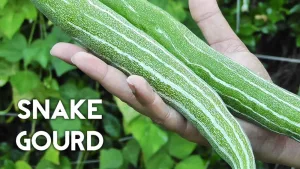 SNAKE GOURD/CHICHINGA