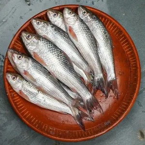 TATKA BATA 500G