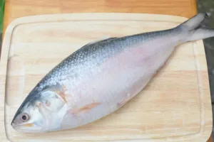 TATKA HILSA 1200-1500G