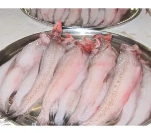 TATKA LOTIA 500G