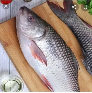 TATKA ROHU 3KG+