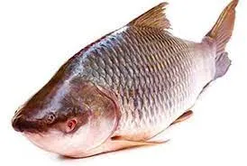 TATKA ROHU 4KG+