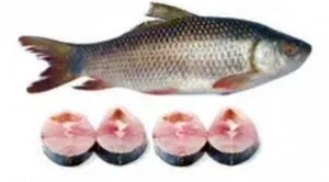 TATKA ROHU 1.5KG