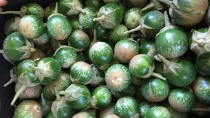 THAI EGGPLANT/BEGUN