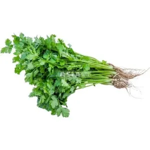 CORIANDER BUNDLE/DHONIA PATA
