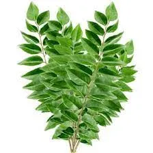 FRESH CURRY LEAVES