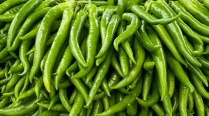 GREEN CHILI/KANCHA MORICH