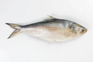 DSD HILSA 1200-1500G