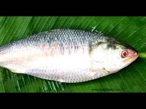 DSD HILSA 800-1000G