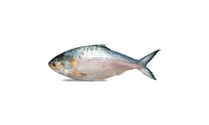TATKA HILSA 2000G+