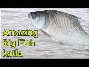TATKA KATLA 7KG+