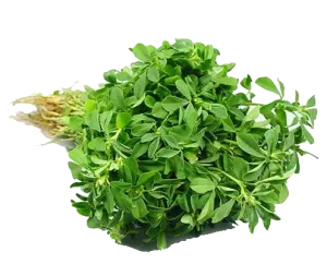METHI LEAVES BUNDLE
