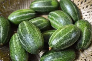 POINTED GOURD/POTOL
