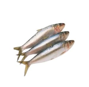 TATKA CHAPILA 500G