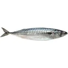 WESTCOAST MACKEREL W/R 4/600