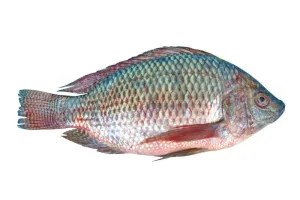 TATKA TILAPIA 500/800G