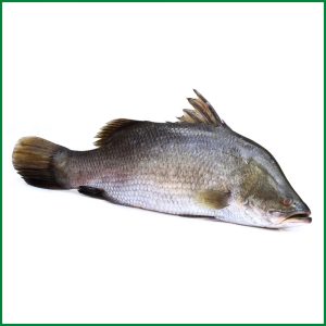 TATKA KORAL 4KG UP