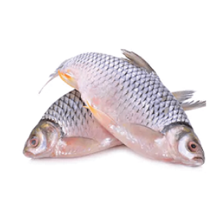 TATKA SHORPUTI 1KG UP